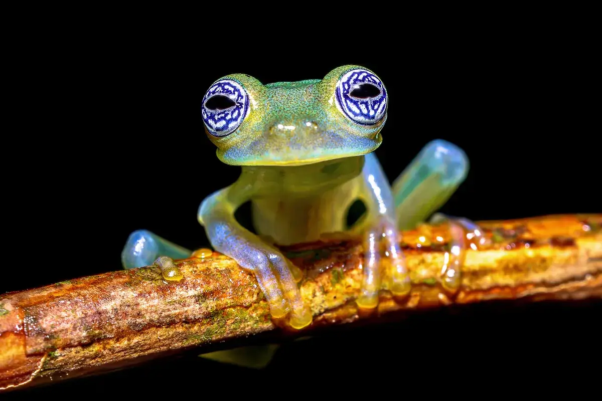 ghost-glass-frog-wth-magnificant