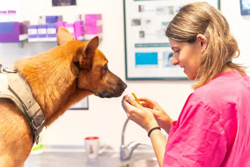 caucasian-veterinary-woman-rewarding