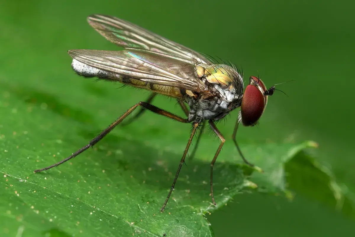 small-brown-fly-is-trapped-within