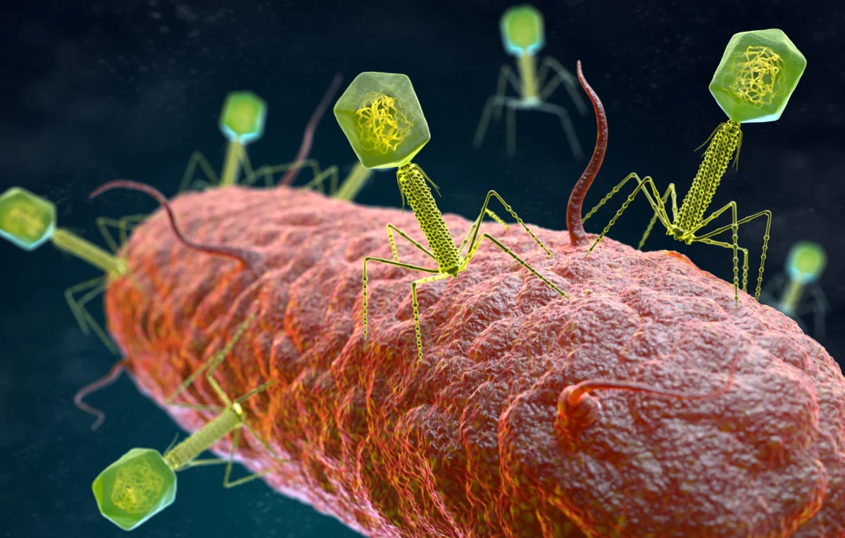 bacteriophages-attacking-bacterial
