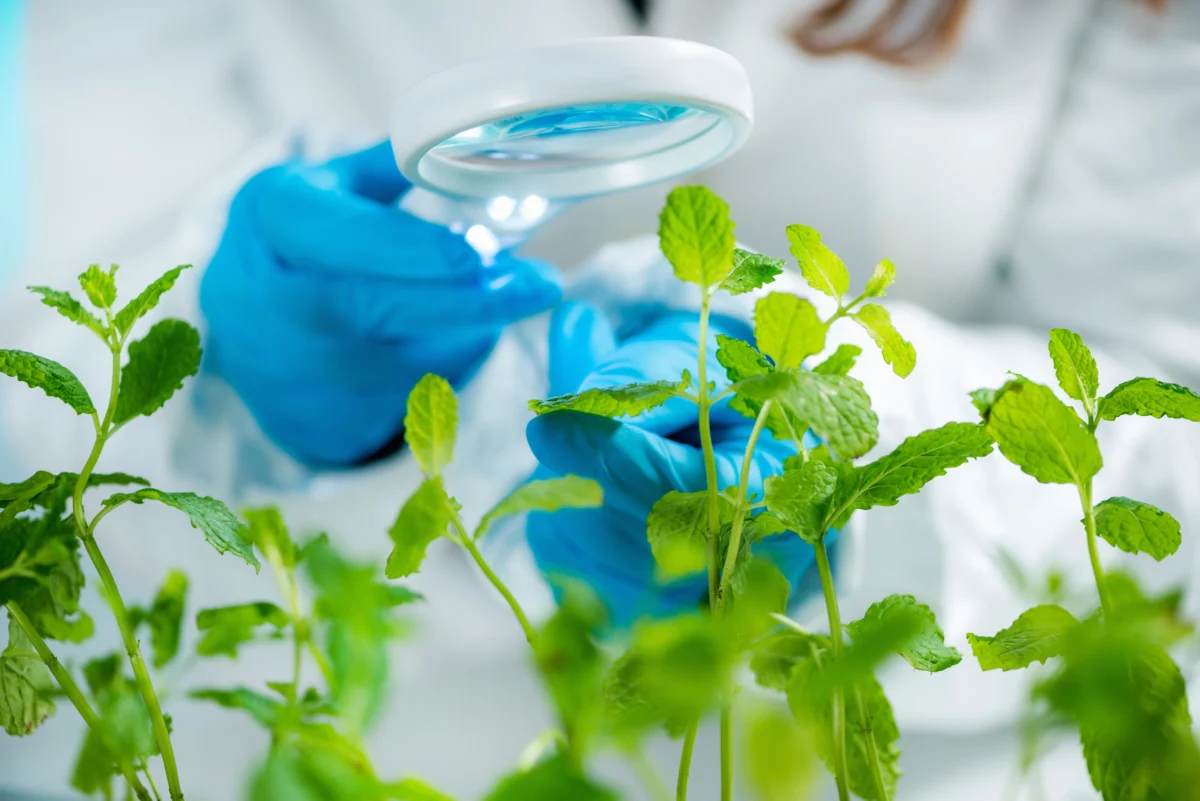 plant-researcher-inspecting-seedling