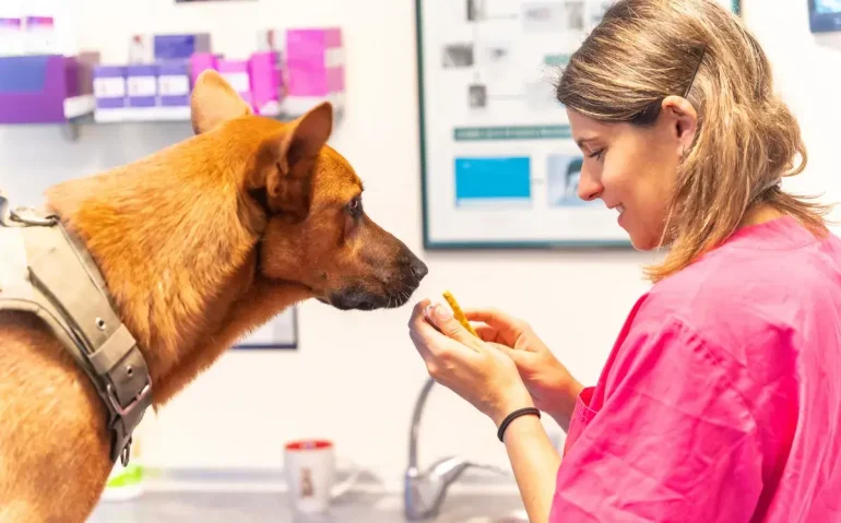 caucasian-veterinary-woman-rewarding