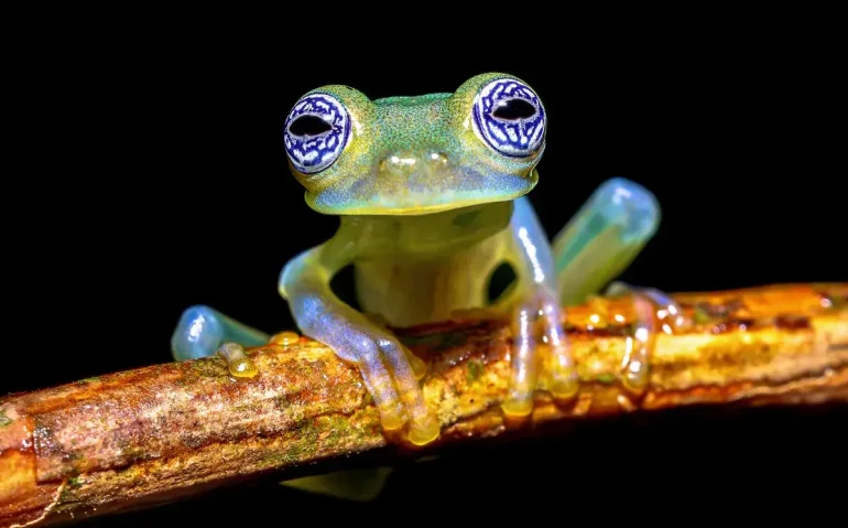 ghost-glass-frog-wth-magnificant