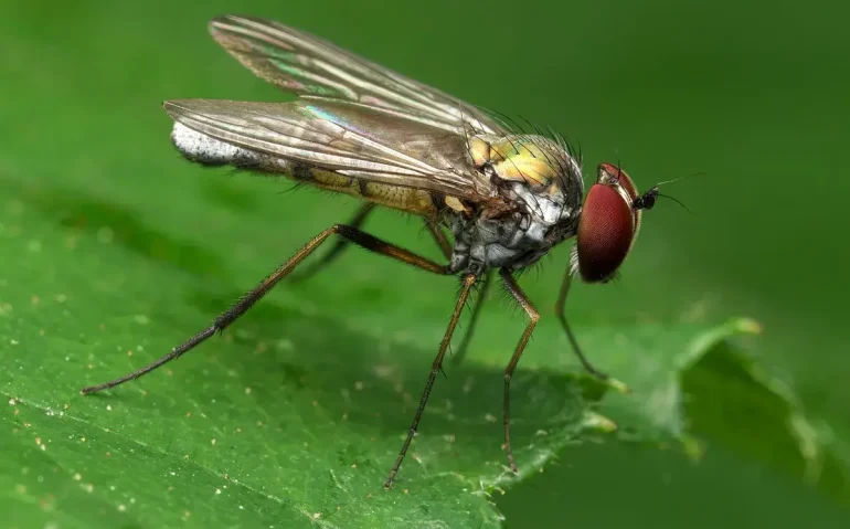 small-brown-fly-is-trapped-within